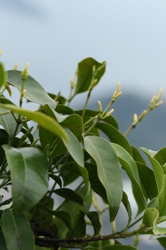 Gnetum parvifolium observed 2025-03-29