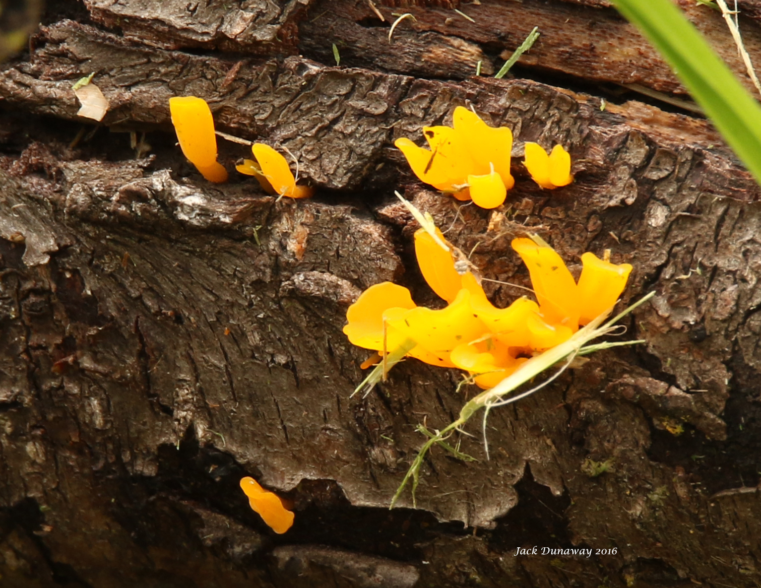 Dacrymyces image