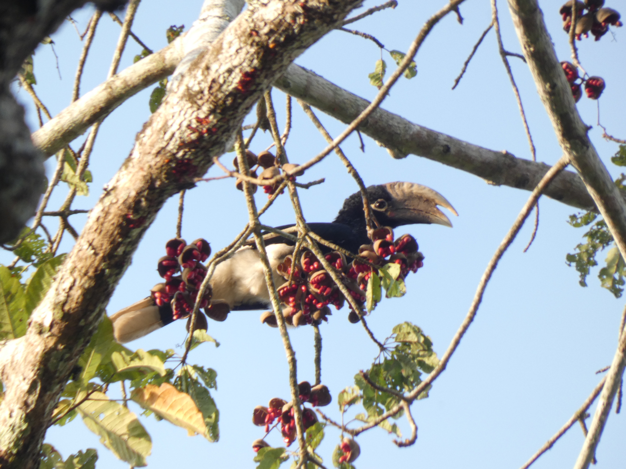 White-thighed Hornbill (Bycanistes albotibialis), photo 2