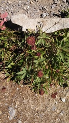 Penstemon procerus tolmiei