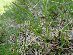 Ranunculus pyrenaeus