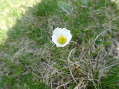 Ranunculus pyrenaeus