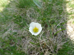 Ranunculus pyrenaeus