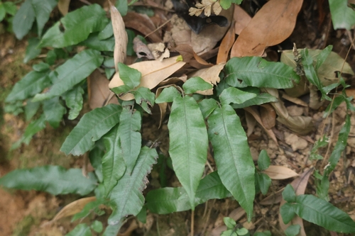 Thelypteris triphylla iNat (1)