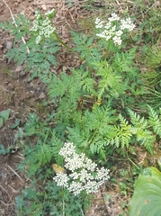 Conioselinum gmelinii
