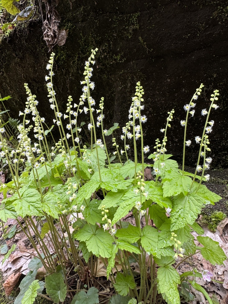 alumroot tribe