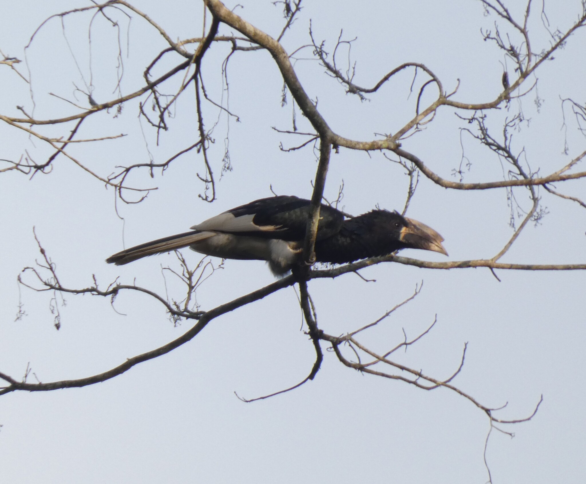 Piping Hornbill (Bycanistes fistulator), photo 2