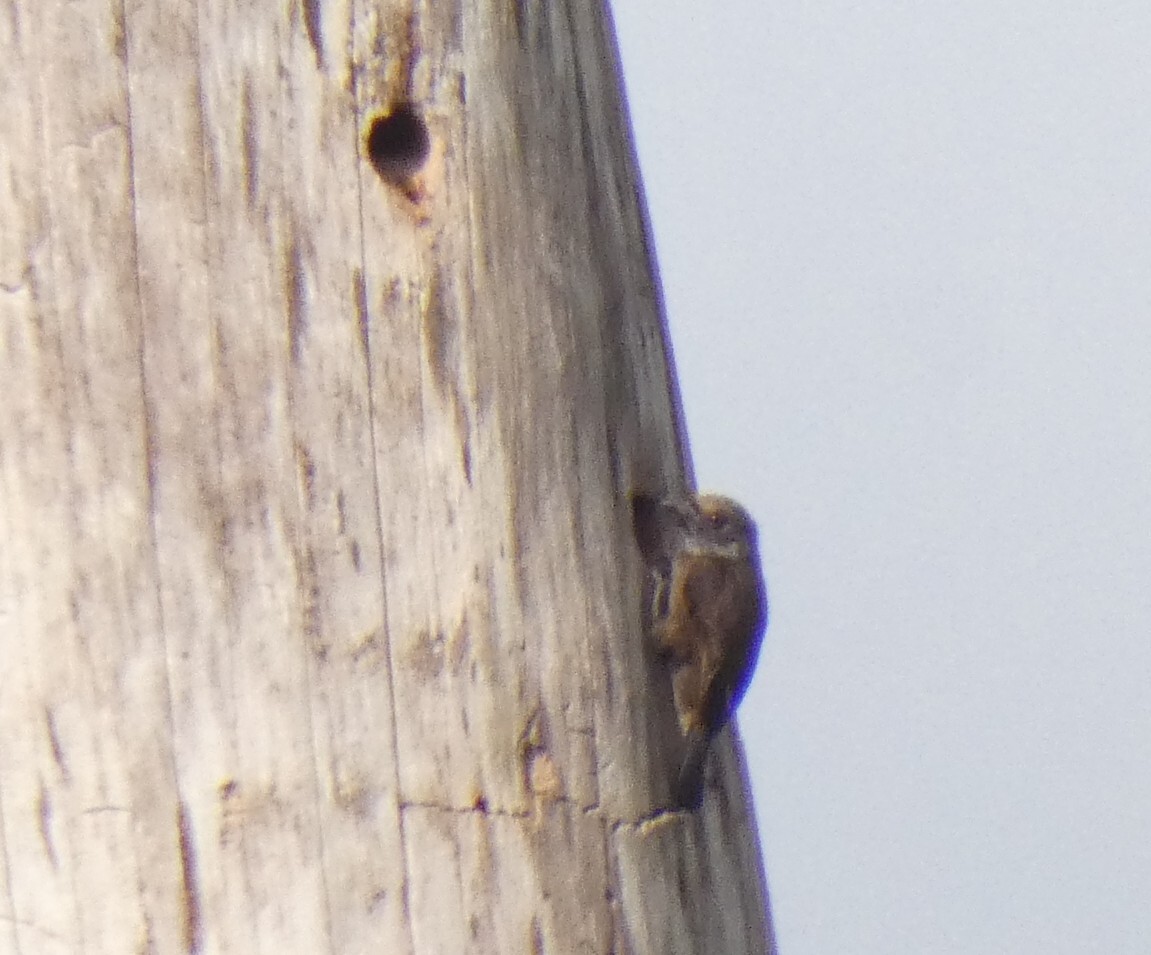 Grey-throated Barbet (Gymnobucco bonapartei), photo 2
