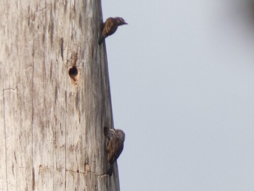 Grey-throated Barbet (Gymnobucco bonapartei), photo 7