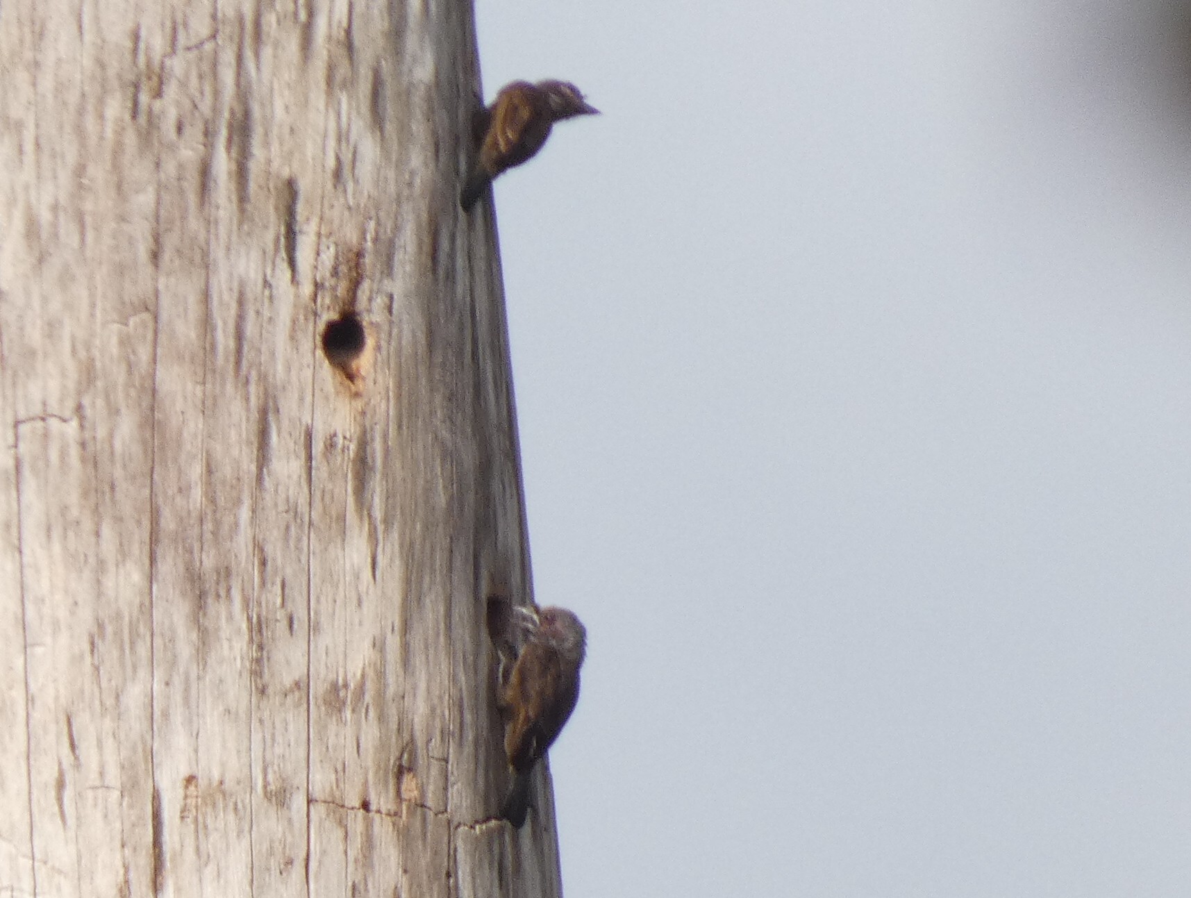 Grey-throated Barbet (Gymnobucco bonapartei), photo 3