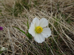 Ranunculus pyrenaeus