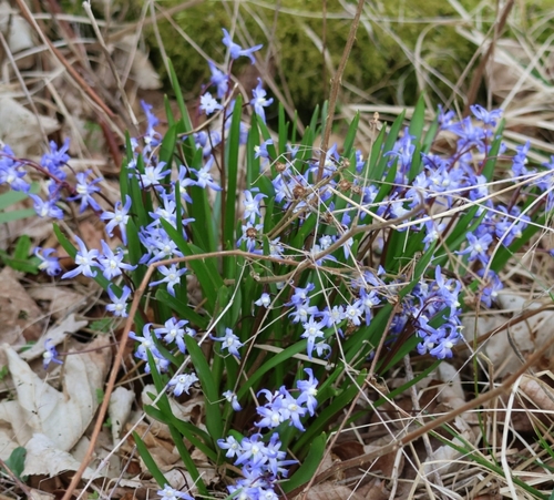 Image of Scilla forbesii by (c) ikelman, some rights reserved (CC BY)
