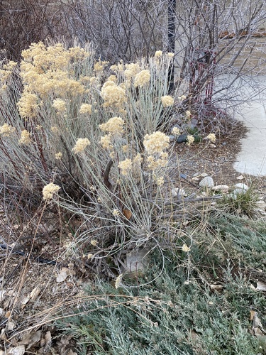 iNaturalist observation 2025-03-29