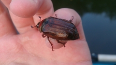 Melolontha melolontha