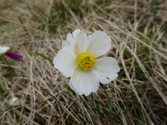 Ranunculus pyrenaeus