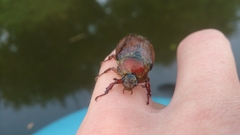 Melolontha melolontha