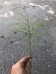Equisetum sylvaticum