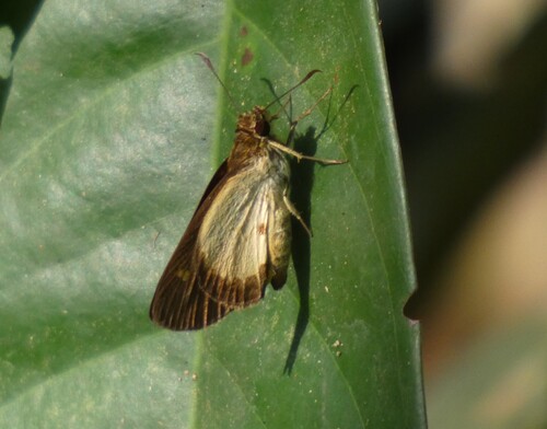 Paronymus xanthioides