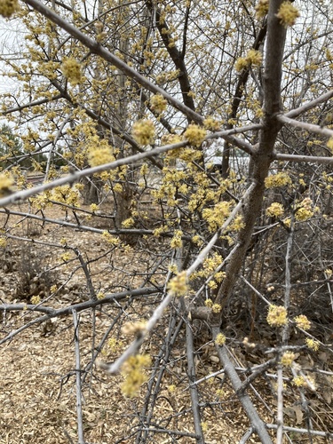 iNaturalist observation 2025-03-29