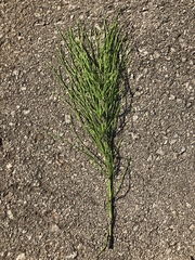 Equisetum sylvaticum