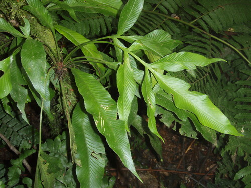 Asplenium pearcei observed 2007-09-25