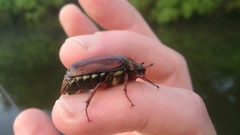 Melolontha melolontha