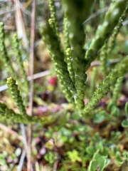 Lepidothamnus fonkii, photograph (c) Ingvild Riska, some rights reserved (CC BY)