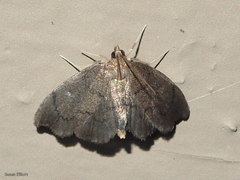 Perispasta caeculalis