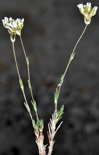 Eremogone congesta var. prolifera
