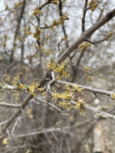 iNaturalist observation 2025-03-29