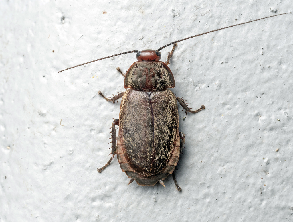 Diplopterinae