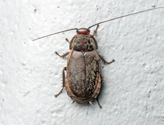 Diploptera erythrocephala