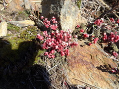 Sedum brevifolium