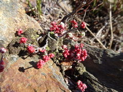Sedum brevifolium