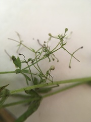 Galium asprellum