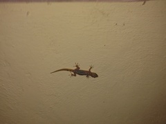 Phyllodactylus bordai