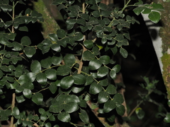 Amyris madrensis, photograph (c) Joseph Aubert, some rights reserved (CC BY)