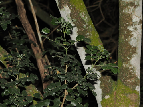 Amyris madrensis, photograph 4