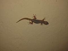 Phyllodactylus bordai