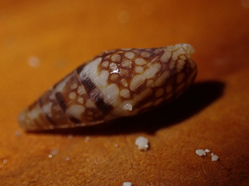 Mitrella guttata observed 2025-03-27