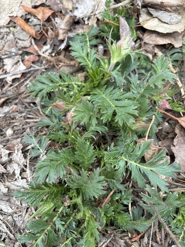 iNaturalist observation 2025-03-29