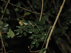 Amyris madrensis, photograph (c) Joseph Aubert, some rights reserved (CC BY)