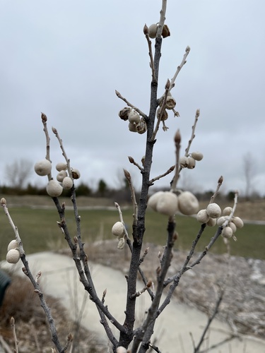 iNaturalist observation 2025-03-29