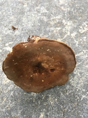 Lactarius fuliginosus