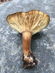 Lactarius fuliginosus