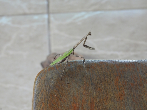 Pseudovates parallela