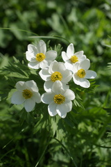 Anemonastrum fasciculatum