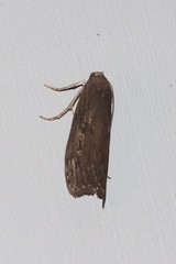 Aphomia terrenella