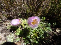 Pulsatilla vernalis