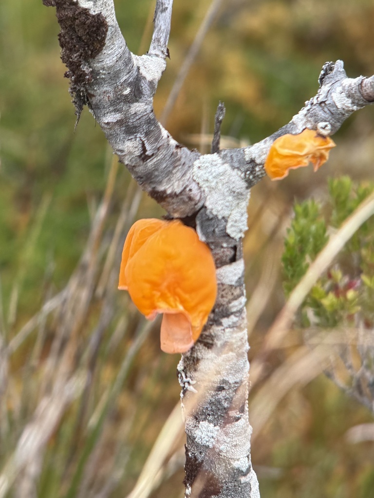 Gloeosoma vitellinum · March 2025 · photo: © ingvildriska (iNaturalist, cc-by)